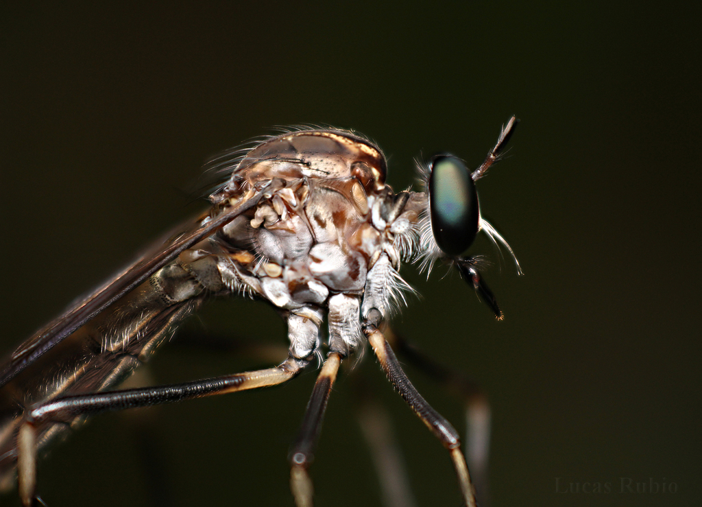 Archilestris capnopterus