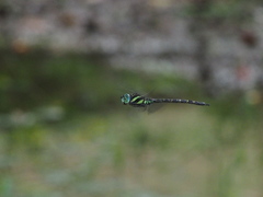 Polycanthagyna ornithocephala