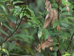 Polycanthagyna ornithocephala