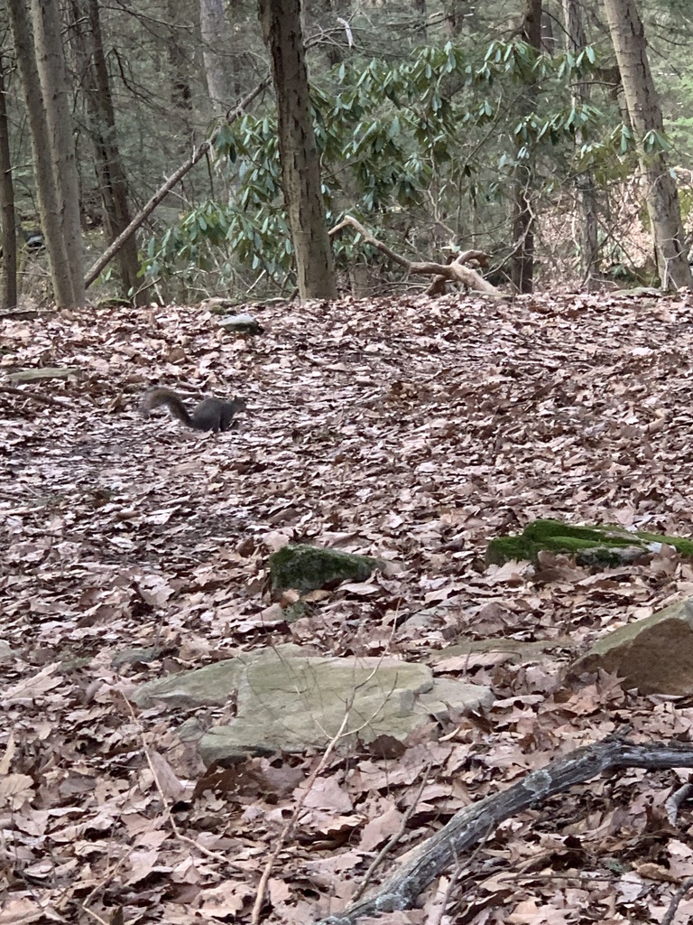 Tree Squirrels from County Road 73/16, WV, US on April 05, 2023 at 0524 PM by