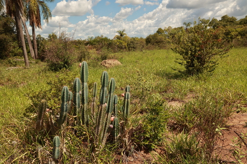 Cereus lanosus