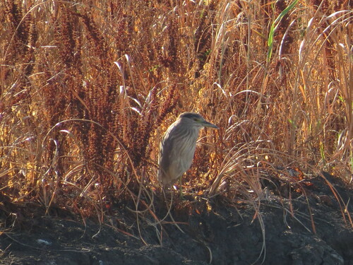 Black-crowned Night Heron photographed in Kansas