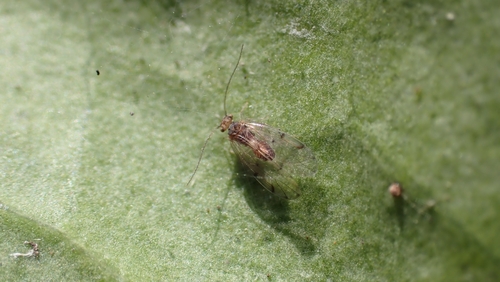 Peters' barklouse, 3431 RD Nieuwegein, Nederland, photo 7 of 10