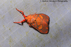 Ammatho roseororatus
