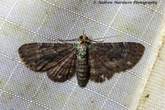 Antimimistis attenuata