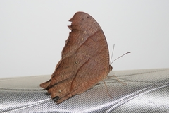 Melanitis leda leda