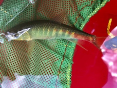 Opsariichthys evolans