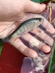 Opsariichthys evolans