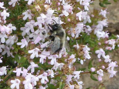Representative image of Anthophora atriceps