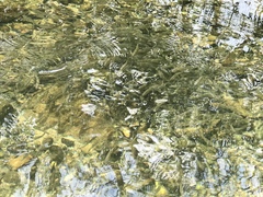 Opsariichthys evolans