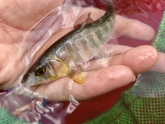 Opsariichthys evolans