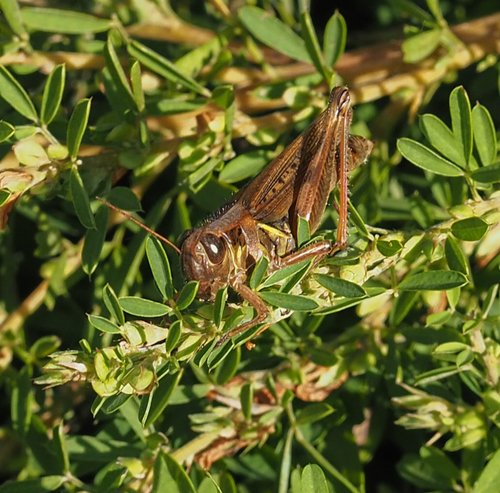 Red-legged Grasshopper