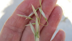 Thinopyrum distichum
