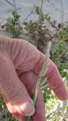Thinopyrum distichum