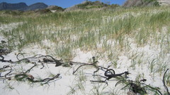 Thinopyrum distichum
