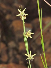 Aspidoglossum araneiferum image