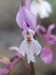 Orchis laeta image