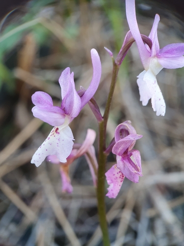 Image of Orchis laeta by (c) Mehdi Chetibi, some rights reserved (CC BY)