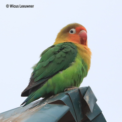 Fischer's Lovebird photo 3