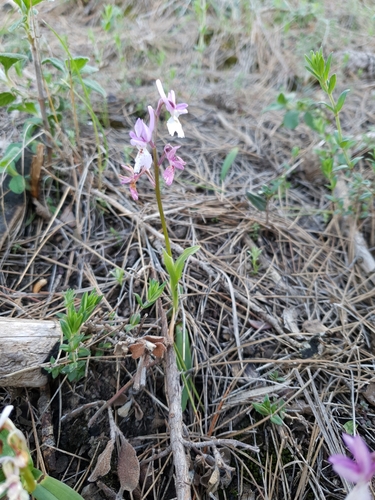 Image of Orchis laeta by (c) Mehdi Chetibi, some rights reserved (CC BY)