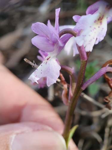 Image of Orchis laeta by (c) Mehdi Chetibi, some rights reserved (CC BY)