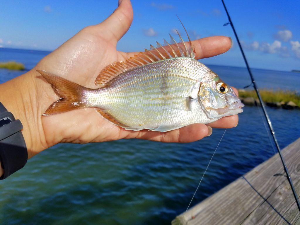 Langstekel-zeebrasem (Stenotomus caprinus) — Sparidae