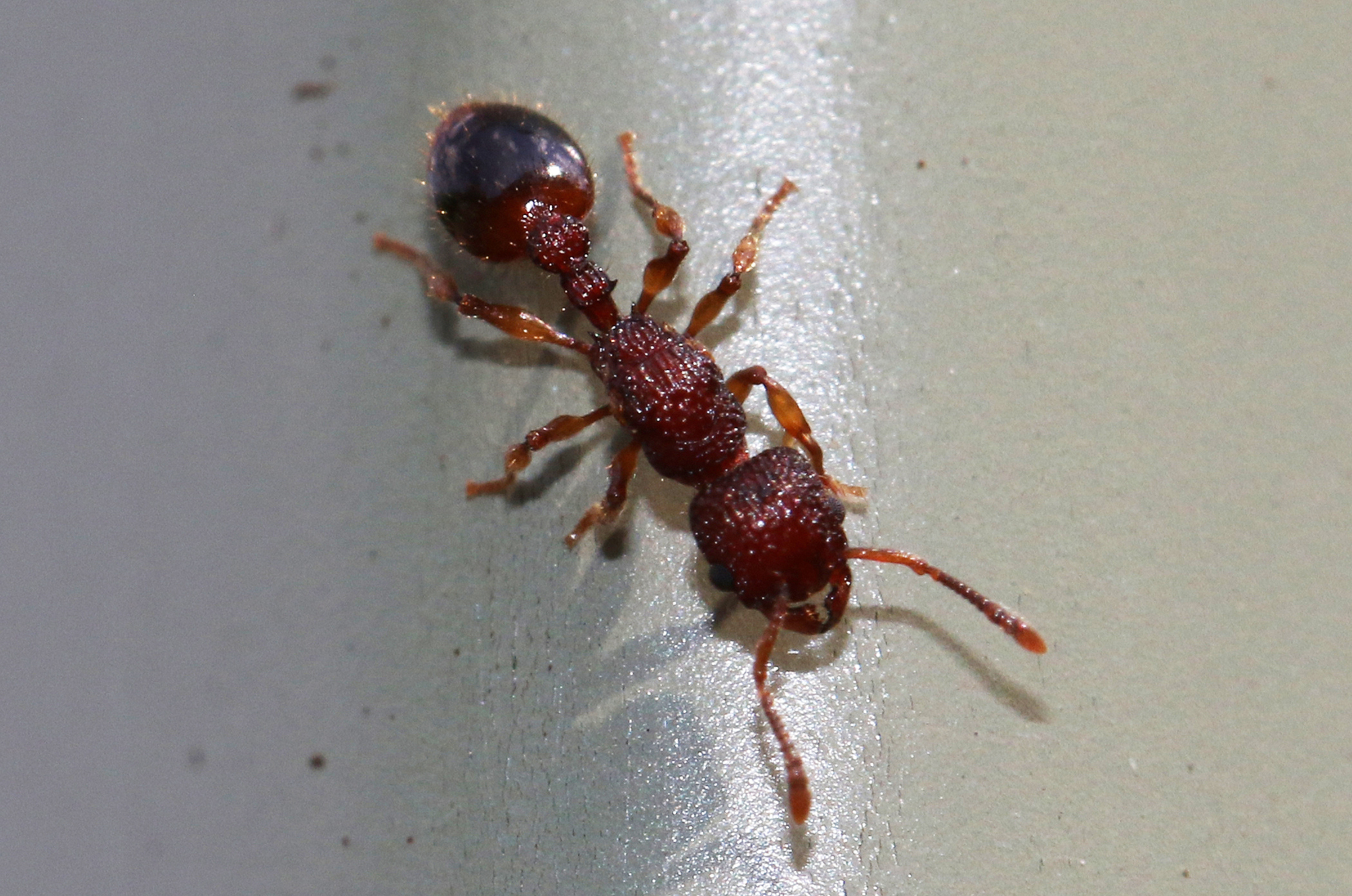 Podomyrma rugosa