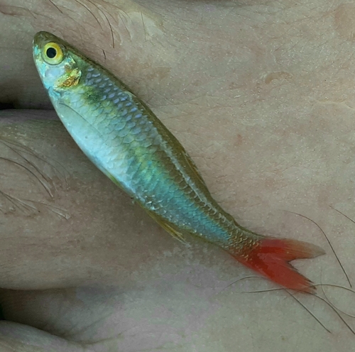 Paraguay tetra (Aphyocharax dentatus) — Characidae — 3