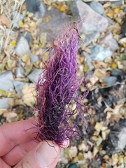 Gracilariaceae
