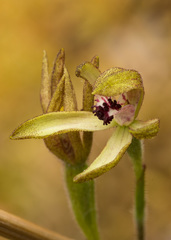Caladenia atradenia