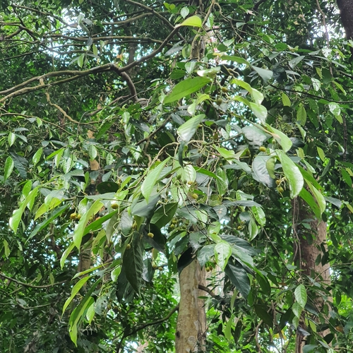 Gironniera parvifolia observed 2023-04-06