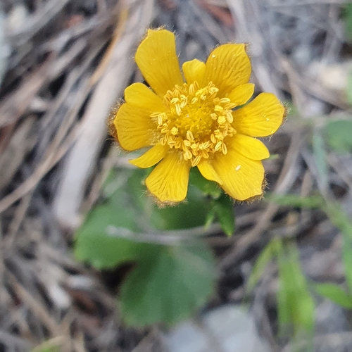 Anemone palmata image