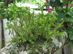 Phlegmariurus dichotomus