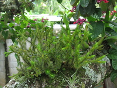 Phlegmariurus dichotomus