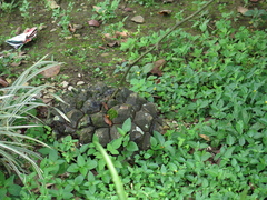 Dioscorea mexicana