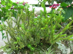 Phlegmariurus dichotomus