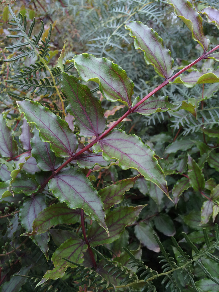 Coriaria kingiana