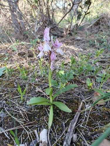 Image of Orchis laeta by (c) Mehdi Chetibi, some rights reserved (CC BY)