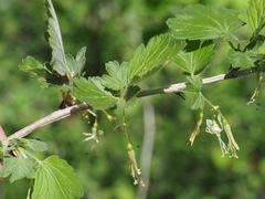 Grossulariaceae