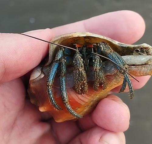 Long-legged Hermit Crab