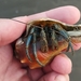Long-legged Hermit Crab - Photo (c) insect ID, some rights reserved (CC BY), uploaded by insect ID