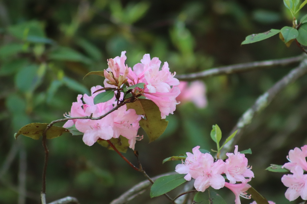 gorge rhododendron