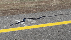 Dolichophis jugularis