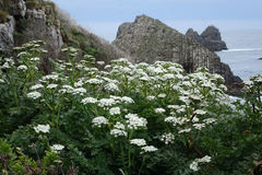 Anisotome lyallii