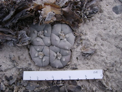 Lophophora williamsii