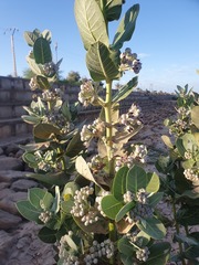 Calotropis procera image