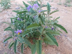 Solanum elaeagnifolium image