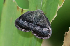 Ricania taeniata