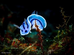 Chromodoris willani