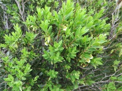 Diospyros glabra